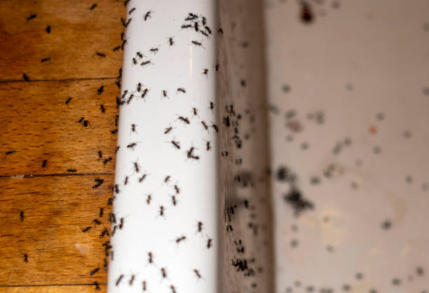 Best Best Pest Control Companies  in Old Forge, PA