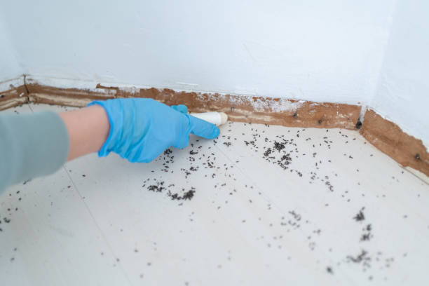 Best Cockroach Control Services  in Old Forge, PA